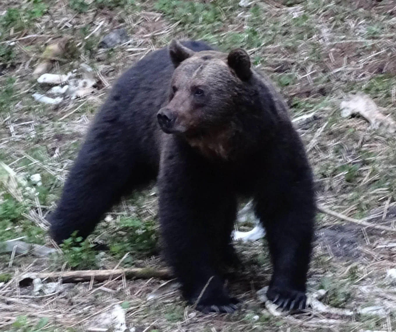 Urșii,tot mai mulți în pădurile Sucevei