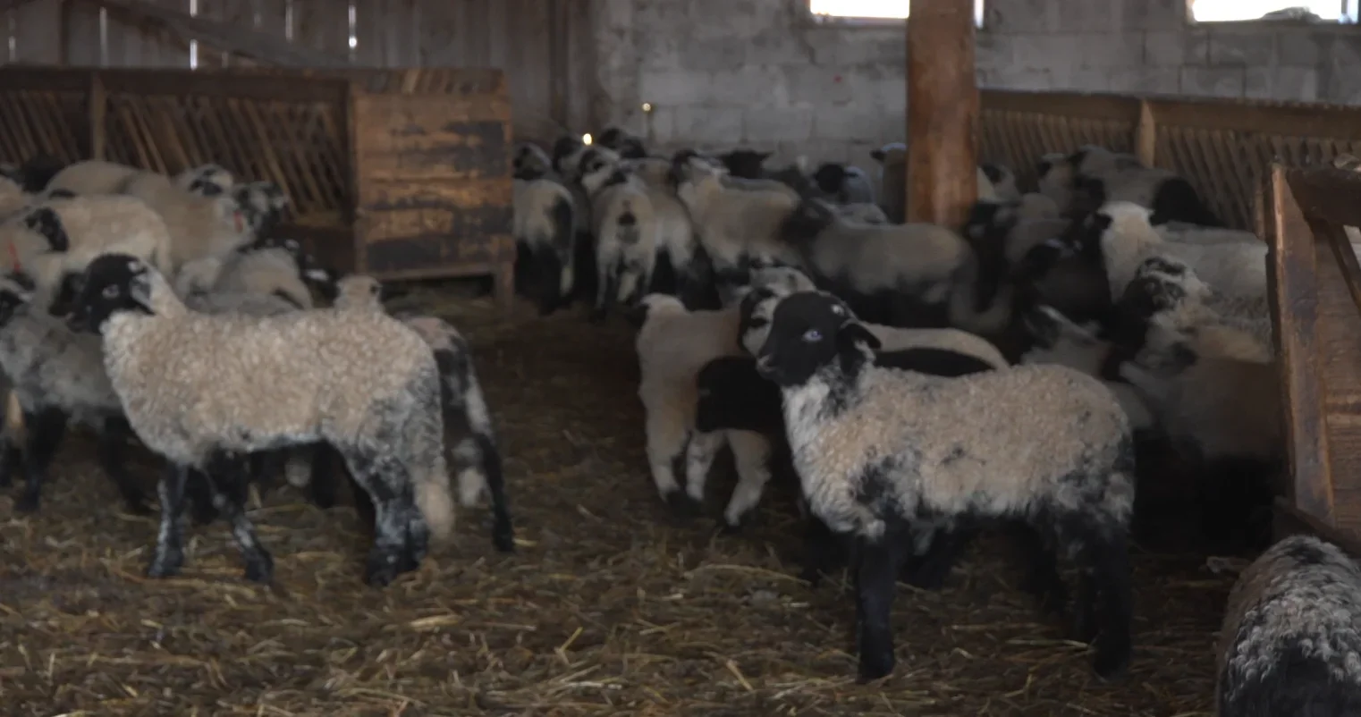 Mielul de Paște, doar cu ștampilă și reguli clare