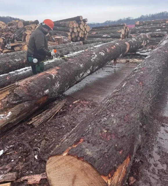 Lemn ilegal și date falsificate