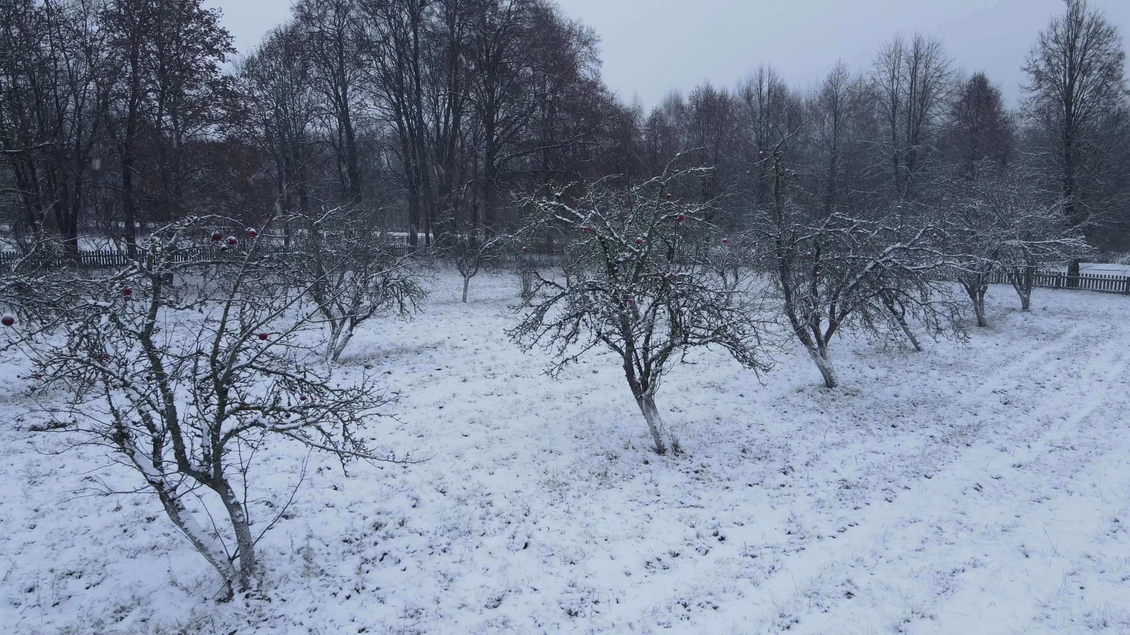 Ajutor pentru pomicultorii afectați de îngheț