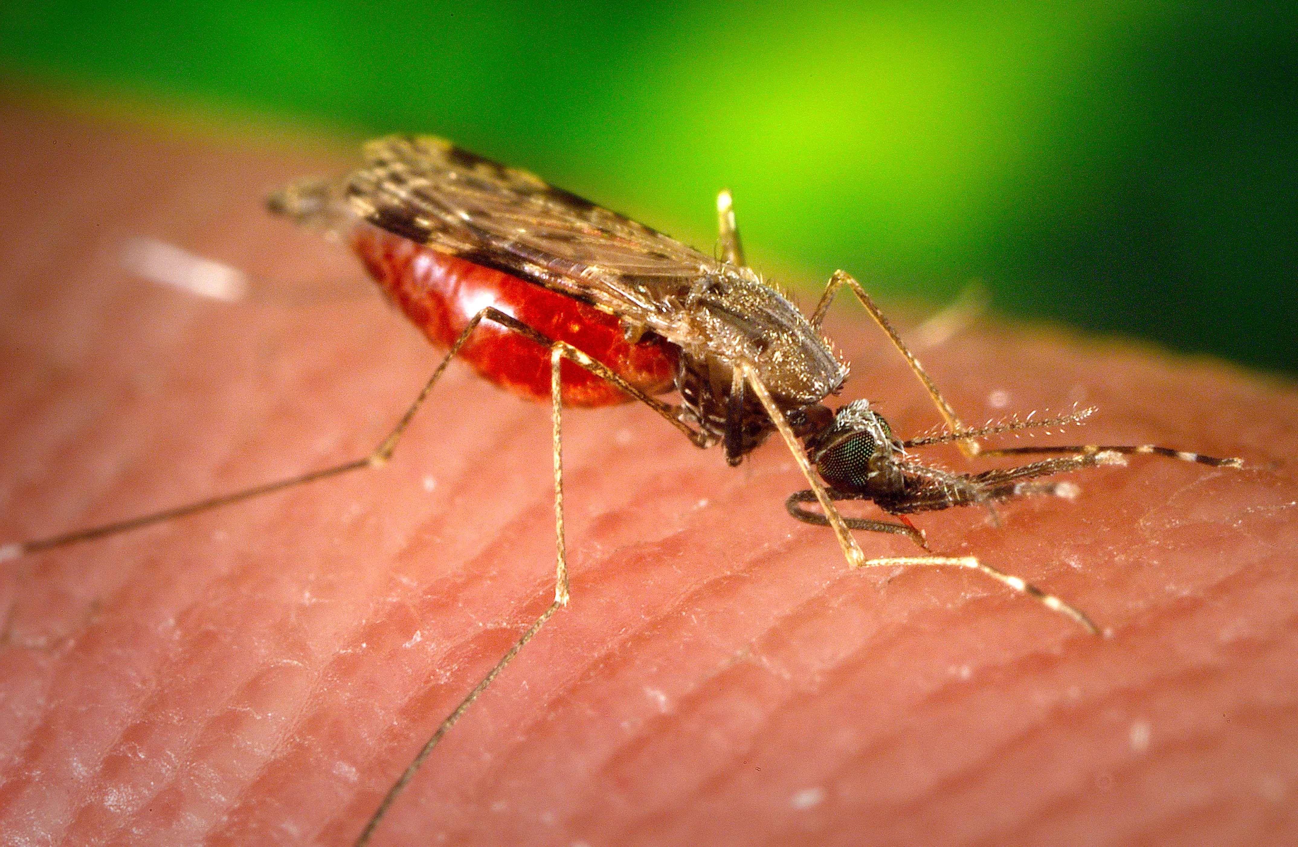 Trei cazuri de infecție cu virusul West Nile, dintre care unul la Suceava