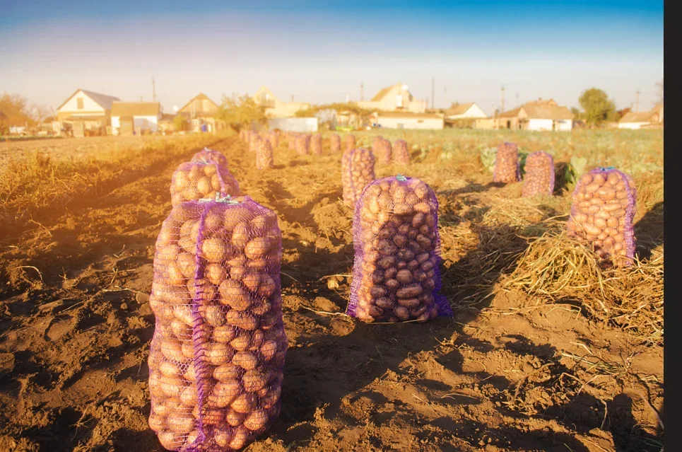 Val de zilieri în Suceava