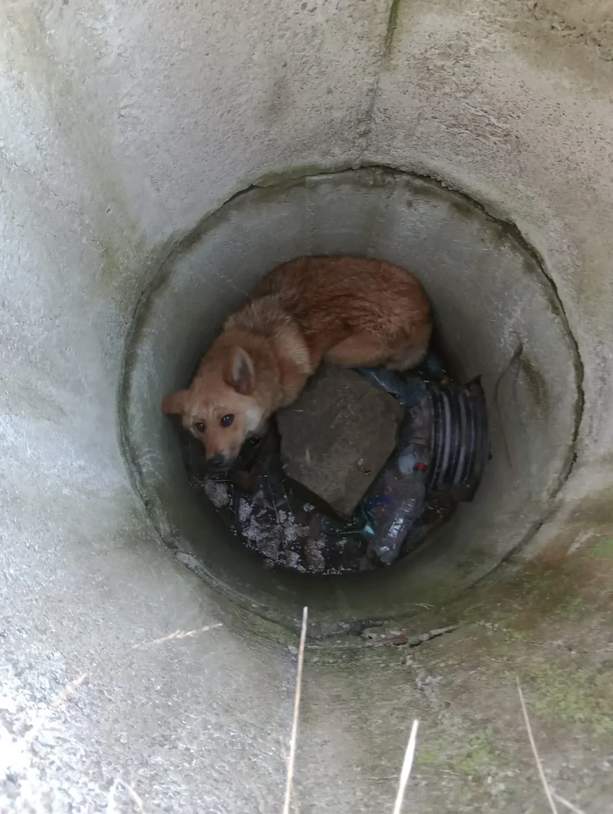 O viață mică, o salvare mare